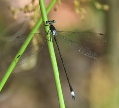 Lestes vigilax