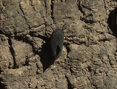 Acraephia perspicillata