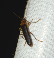 Nacerdes carniolica