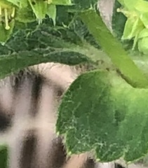 Alchemilla changaica