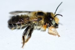 Megachile frigida