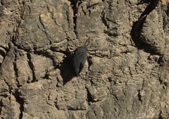 Acraephia perspicillata