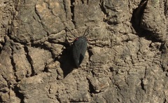 Acraephia perspicillata