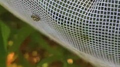 Anisosticta bitriangularis