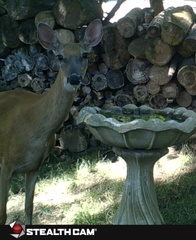 Odocoileus virginianus