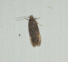 Bryotropha senectella