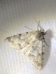 Acronicta innotata