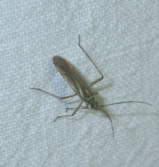 Oncotylus viridiflavus