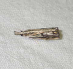 Catoptria verellus