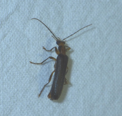 Nacerdes carniolica