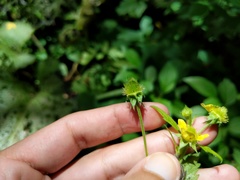 Geum × hainesianum