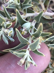 Euphorbia acuta