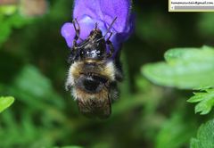 Bombus pseudobaicalensis
