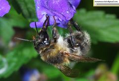 Bombus pseudobaicalensis
