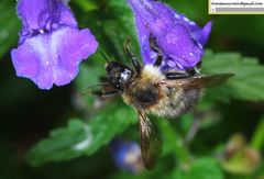 Bombus pseudobaicalensis