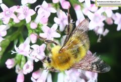 Bombus consobrinus