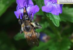 Bombus pseudobaicalensis