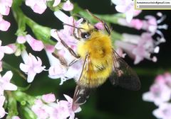 Bombus consobrinus