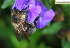 Bombus pseudobaicalensis