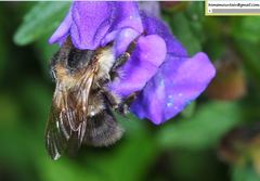 Bombus pseudobaicalensis
