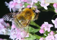 Bombus consobrinus