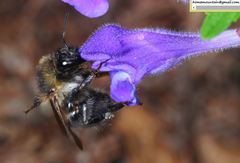 Bombus pseudobaicalensis