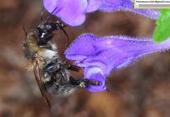 Bombus pseudobaicalensis