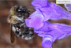 Bombus pseudobaicalensis