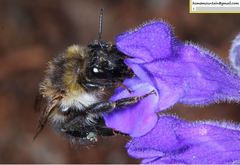Bombus pseudobaicalensis