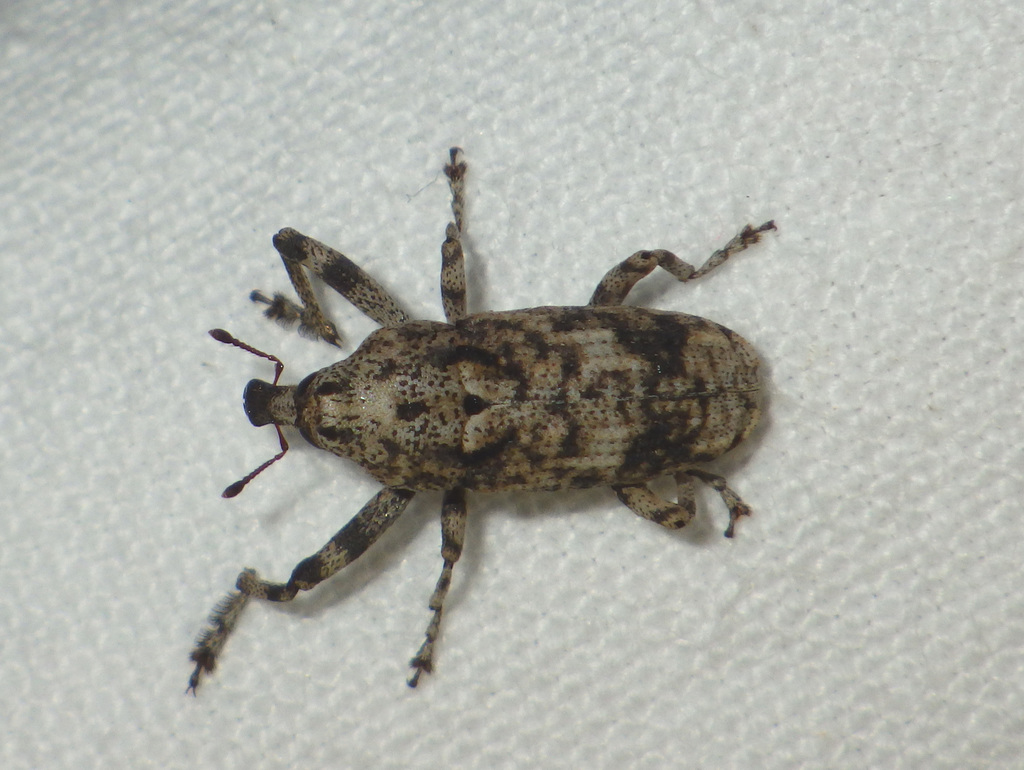 Gasterocercus depressirostris