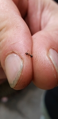 Formicidae