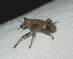 Gasterocercus depressirostris