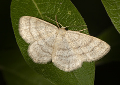 Scopula frigidaria