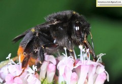 Bombus ignitus