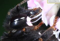 Bombus ignitus