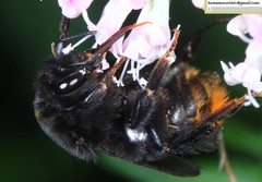 Bombus ignitus