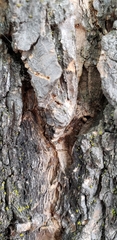 Formicidae