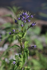 Verbena hastata