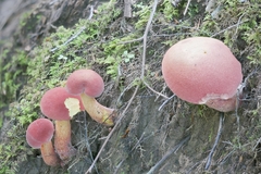 Xerocomus sclerotiorum