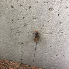 Megarhyssa macrurus icterosticta