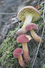 Xerocomus sclerotiorum