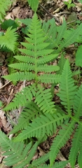 Phegopteris