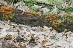 Physarum psittacinum