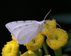 Macaria pustularia