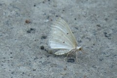 Lomographa glomeraria