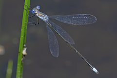 Lestes vidua