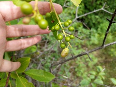 Contarinia virginianiae