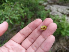 Contarinia virginianiae