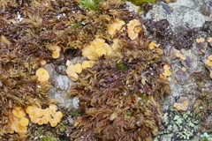 Pezicula carpinea