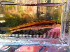 Notropis heterolepis